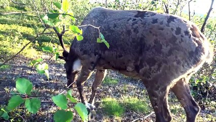 Playing Little Reindeer Games