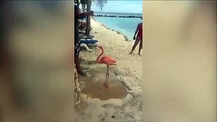 A los flamencos también les gusta ducharse