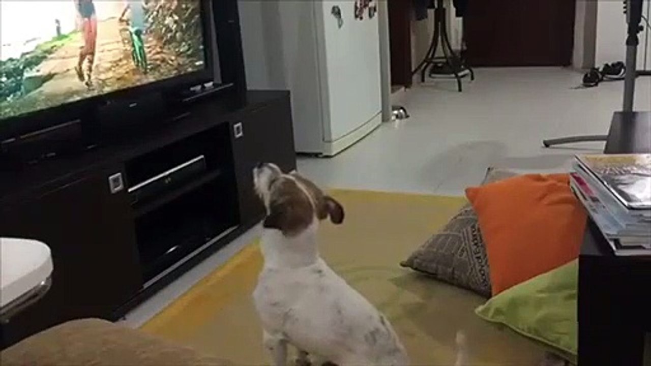 A este perro le encanta Luis Fonsi y su Despacito