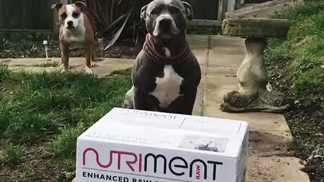 Des chiens ouvrent un colis avec leur nourriture à l'intérieur