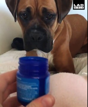 La réaction de ce chien face à un pot de Vicks VapoRub : mythique