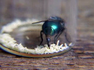 Cette mouche pond des centaines d'oeufs et c'est pas très appétissant
