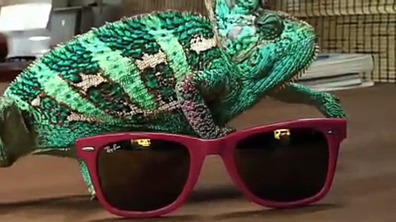 Ce caméléon change de couleur en fonction des lunettes qu'il touche