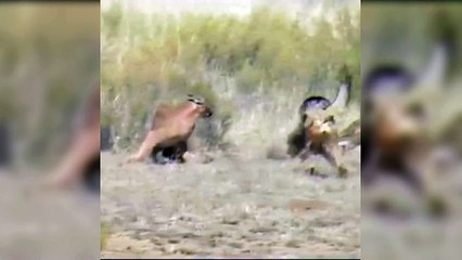 Caracal VS Jackals