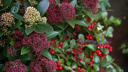 Robs Grote Tuin Verbouwing Bij Tia Deel 10 (By SBS 06 & SBS 09 INC. LTD.)