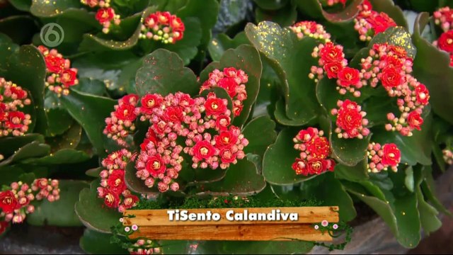 Robs Grote Tuin Verbouwing Bij Tia Deel 09 (By SBS 06 & SBS 09 INC. LTD.)