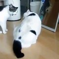 Une dispute entre deux chats interrompu par un troisième de façon assez drôle !