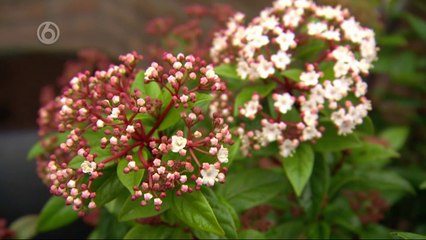 Robs Grote Tuin Verbouwing Bij Tia Deel 02 (By SBS 06 & SBS 09 INC. LTD.)