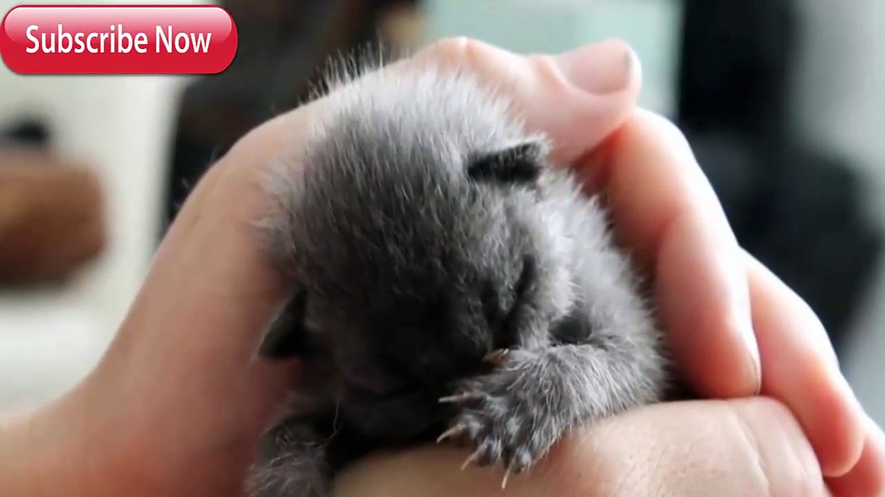 They Rescued A Lost Kitten But Its Fur Started To Change Color