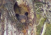Black Bear Wakes From Hibernation in Glacier National Park