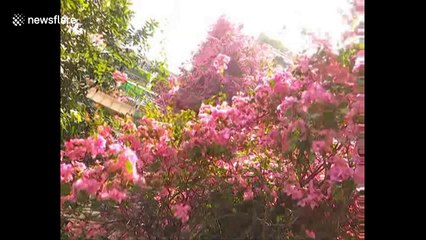Impressive 'flower waterfall' forms on the exterior of residential building