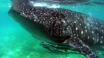 Oslob, Cebu - Phillipines - Whalesharks diving