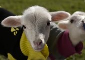 You Can't Handle These Tiny Lambs in Knitted Jumpers