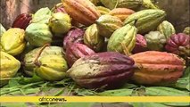 Ivory Coast's cocoa arrivals at the port up 8 pct