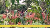 Ivory Coast: Illegal gold digging destroying cocoa plantations