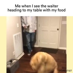 Me when I see the waiter heading to my table with my food