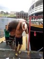 Vídeo mostra homens carregando 'monstro do rio' no Porto de Manaus; Veja vídeo