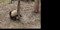 Playful Pandas Get a Fright by Buddy Fallen From Tree