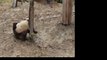 Playful Pandas Get a Fright by Buddy Fallen From Tree