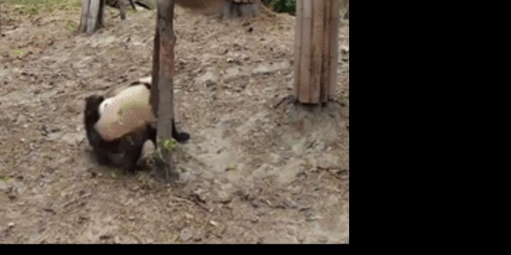 Playful Pandas Get a Fright by Buddy Fallen From Tree
