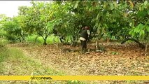 Ivory Coast cocoa farmers hit by price dispute