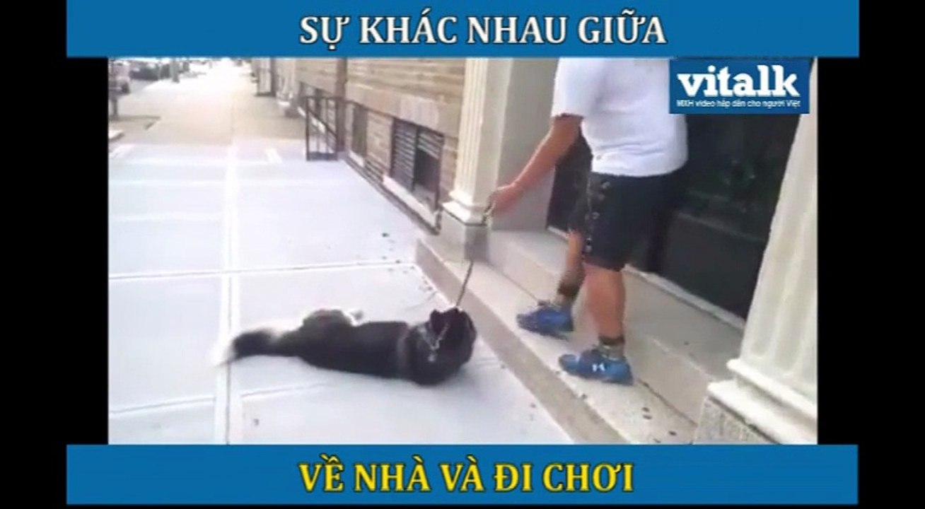 Chó nằm lăn ăn vạ khi chủ bảo về nhà, thay đổi 360 độ vì được đi chơi tiếp