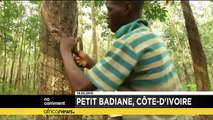 Low prices sap enthusiasm from Ivory Coast's rubber farmers