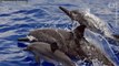 Dolphin's Attack Fisheries Amid Growing Concern Regarding Overfishing