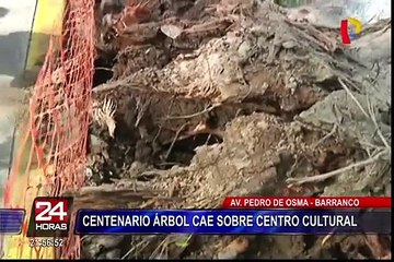 Centenario árbol cae sobre centro cultural en Barranco