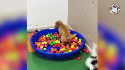 13 Funny Puppies - Funny Dog Video Compilation 2018