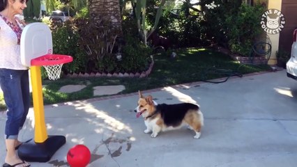 14 Funny Pets - Awesome Pet Video Compilation 2018