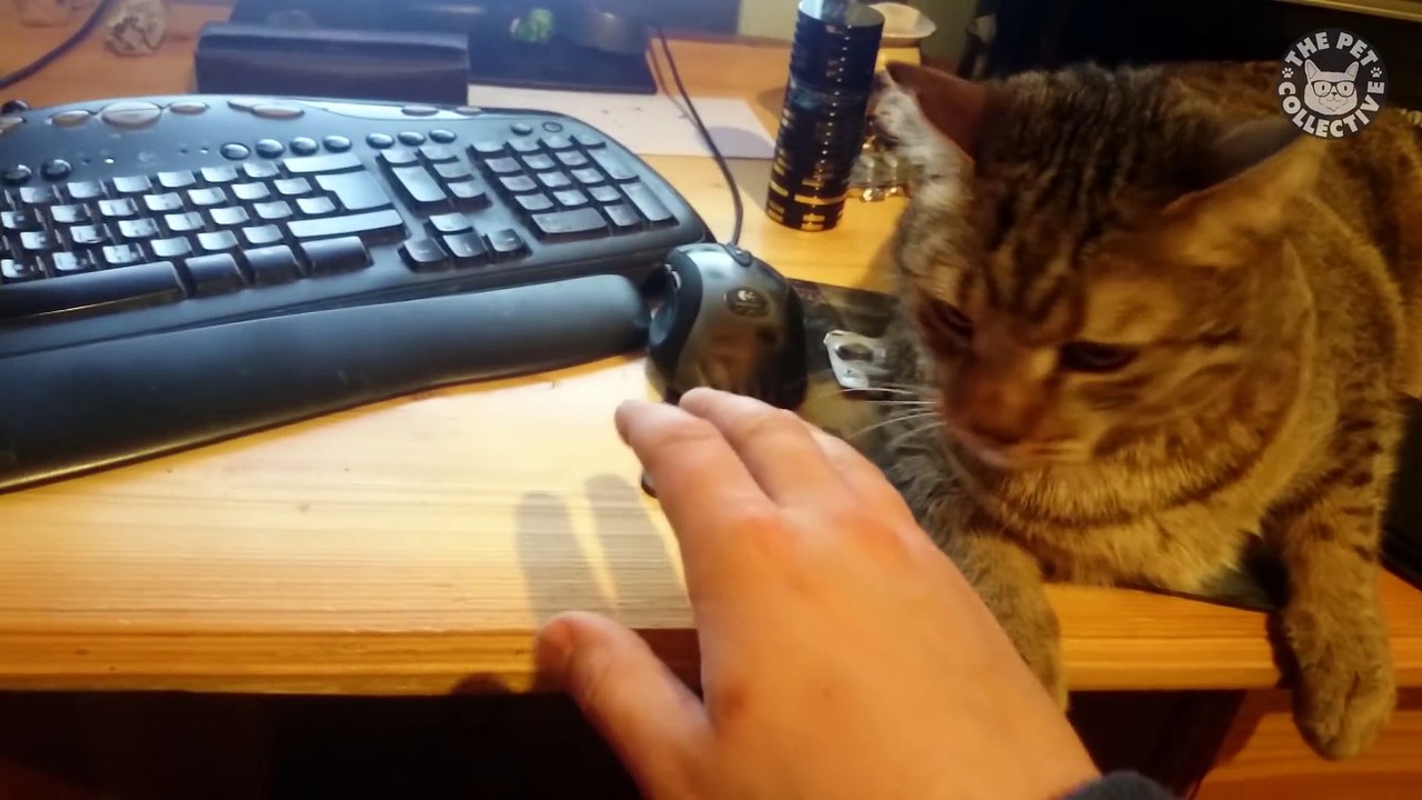 Study Prep Pets - Funny Pet Video Compilation 2018