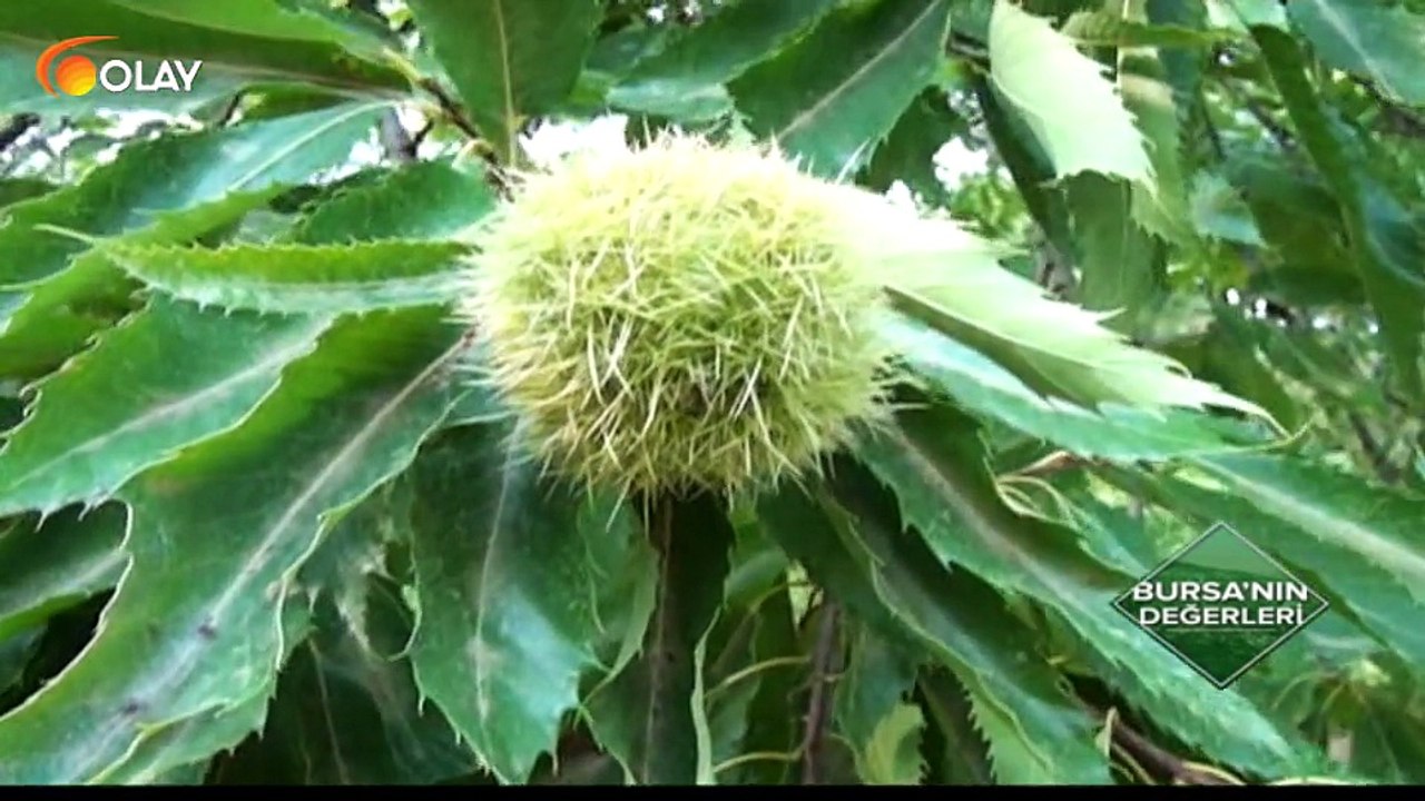 Bursa'nın Değerleri - Kestane ve Kestane Şekeri