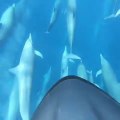 Nager avec des dauphins : le rêve !