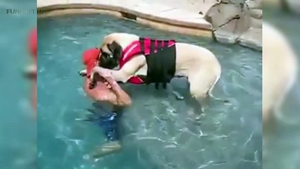 Cute Animals  Funny Big Dogs (Part 1) [Funny Pets]