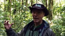 Wie ein roter Faden für Costa Ricas Arten | Wissen & Umwelt