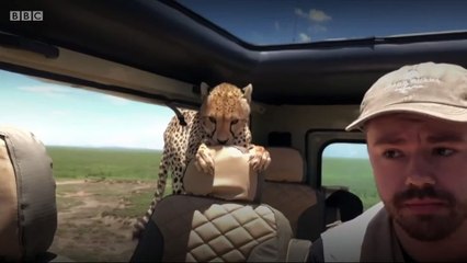 Curious cheetah joins safari group in Tanzania