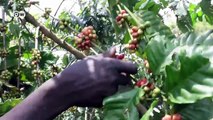 Kaffee aus dem Südsudan | DW Wirtschaft