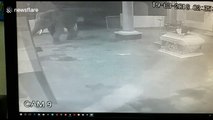 Huge elephant breaks into temple kitchen to snaffle breakfast
