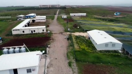 DÜ’de organik tavuktan sonra organik keçi yetiştirilecek