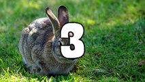 10 Facts About Bunnies/ Rabbits