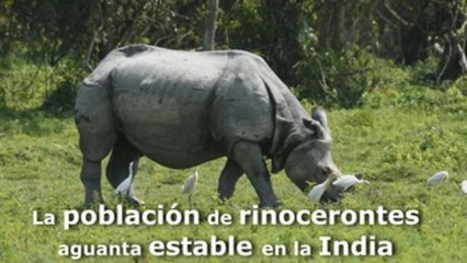 La población de rinocerontes aguanta estable y saludable en la India