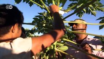 Fidschi: Mehr Einkommen durch Bio-Früchte | Global 3000