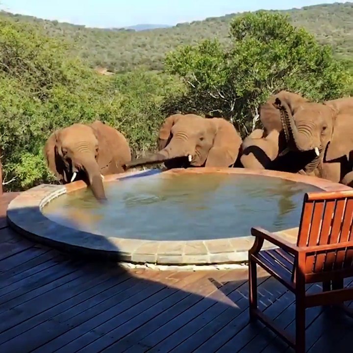 funny animal drinking water video Dailymotion