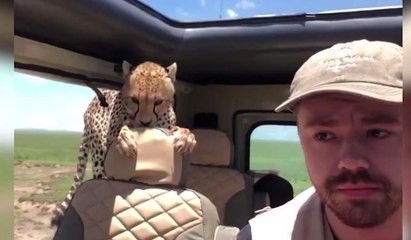 Safari turunda korku dolu anlar