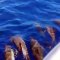 Giving guests a welcome they'll never forget, these friendly #dolphins came to say #talofa to Amoa Resort's boat charter guests in the warm waters off Savai'i.