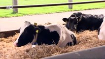 Kühe liefern Daten per SMS | Made in Germany