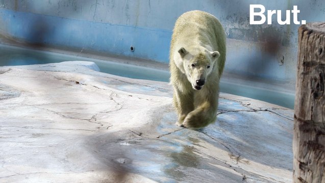 Un ours polaire à l'origine d'un incident diplomatique ?