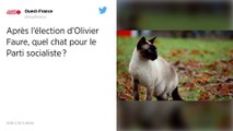 Après l’élection d’Olivier Faure, quel chat pour le Parti socialiste ?