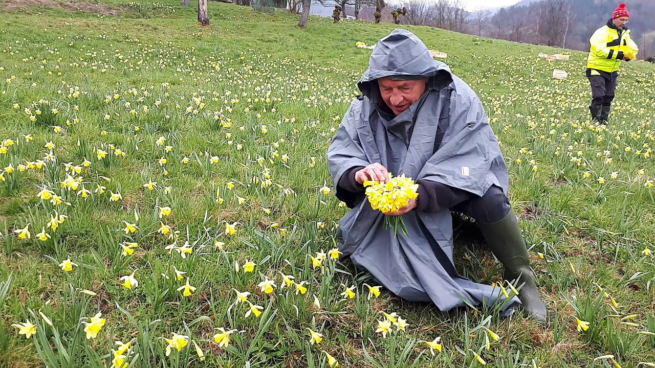 Des jonquilles pour célébrer les 40 ans de jumelage entre Gérardmer et la ville de Waremme en Belgique